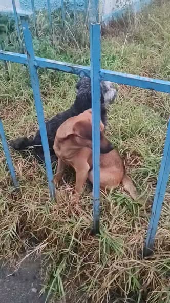 Dog sighting photo