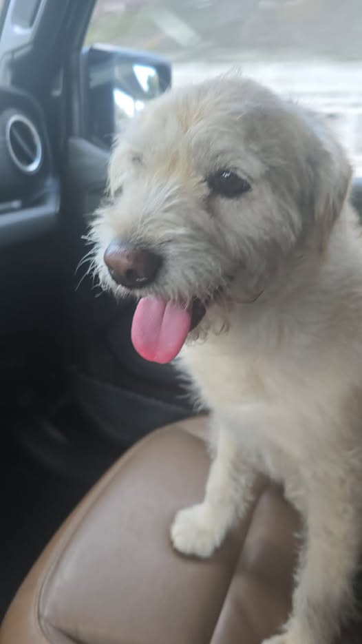 Dog sighting photo