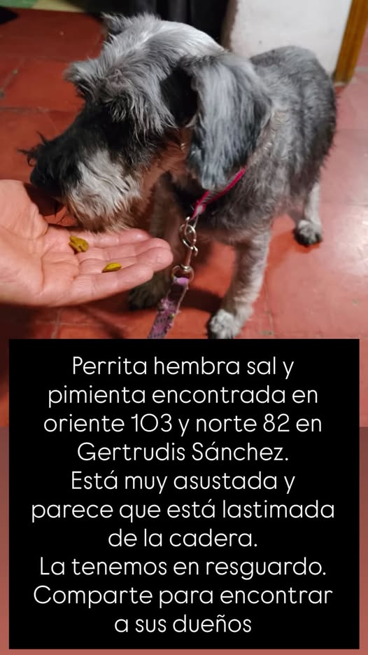 Foto del avistamiento de perro