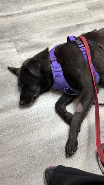 Dog sighting photo
