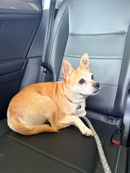 Dog sighting photo
