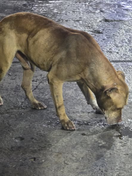 Foto del avistamiento de perro