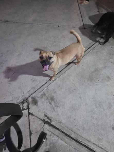 Dog sighting photo