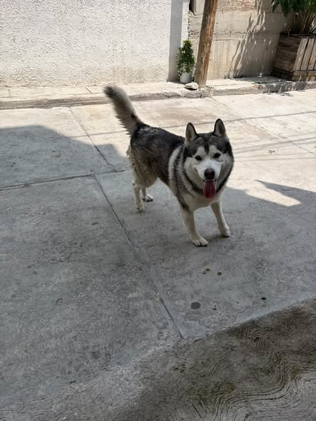 Foto del avistamiento de perro
