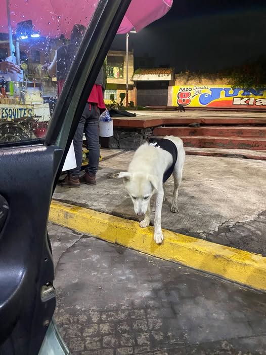 Foto del avistamiento de perro