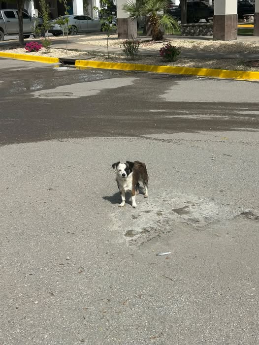 Dog sighting photo