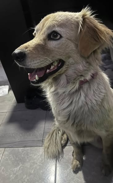 Dog sighting photo