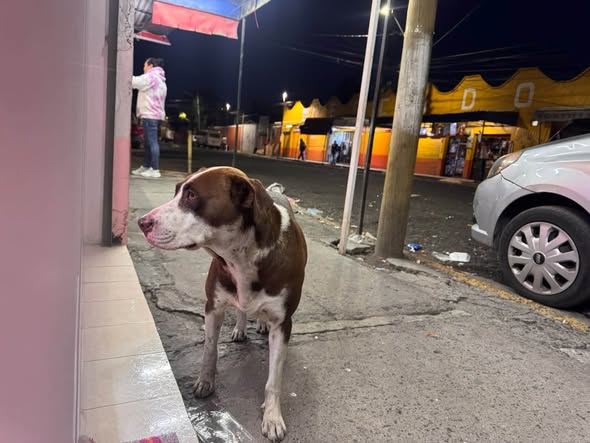 Foto del avistamiento de perro