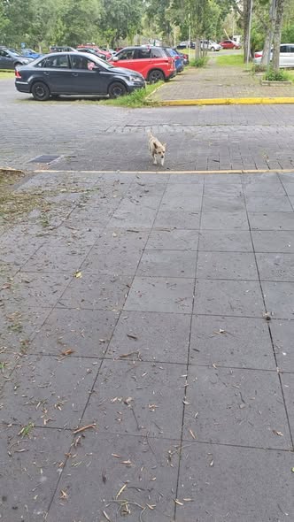 Dog sighting photo