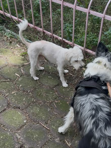 Foto del avistamiento de perro