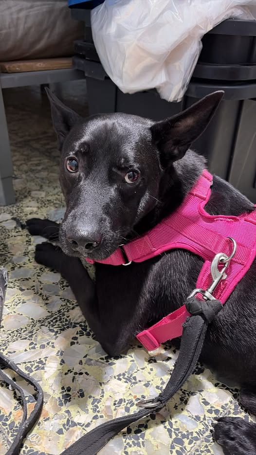 Foto del avistamiento de perro