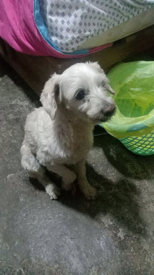 Foto del avistamiento de perro