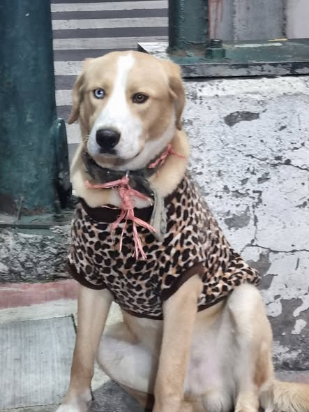 Foto del avistamiento de perro