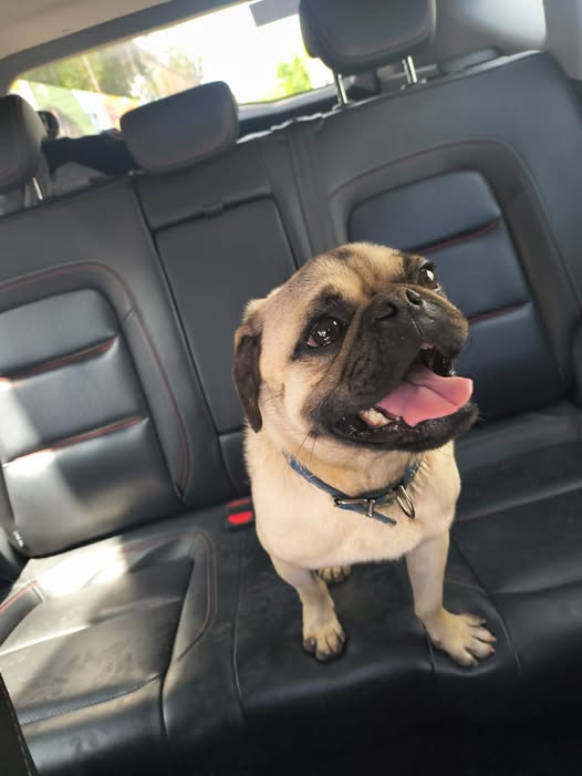 Dog sighting photo