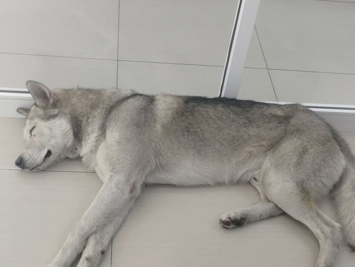Foto del avistamiento de perro
