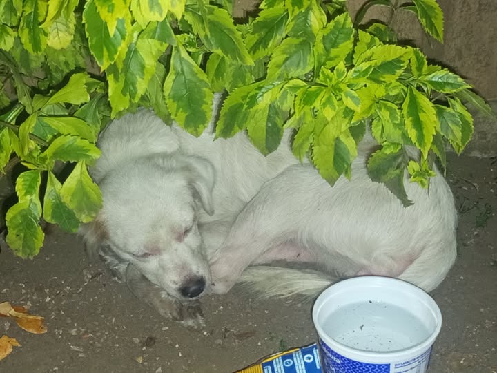 Dog sighting photo
