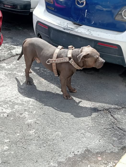 Dog sighting photo