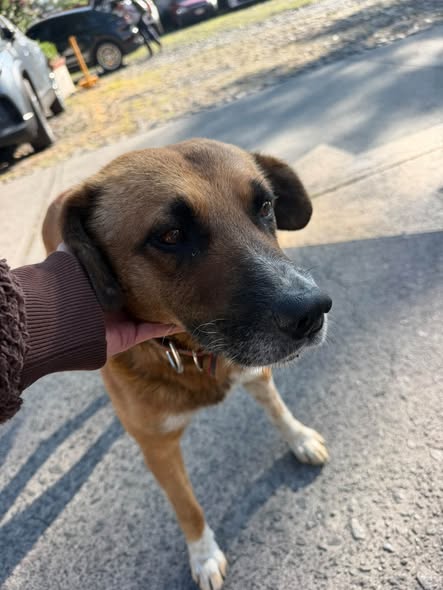 Foto del avistamiento de perro