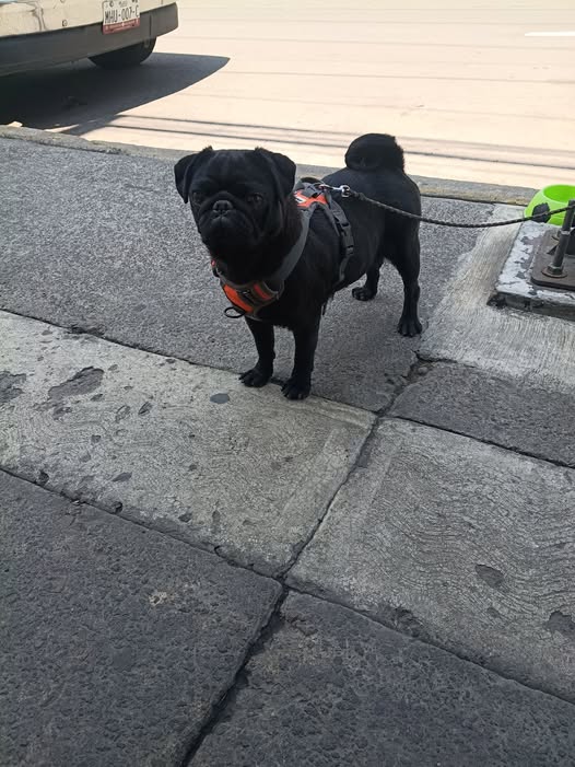 Foto del avistamiento de perro
