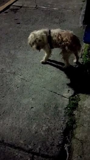 Dog sighting photo