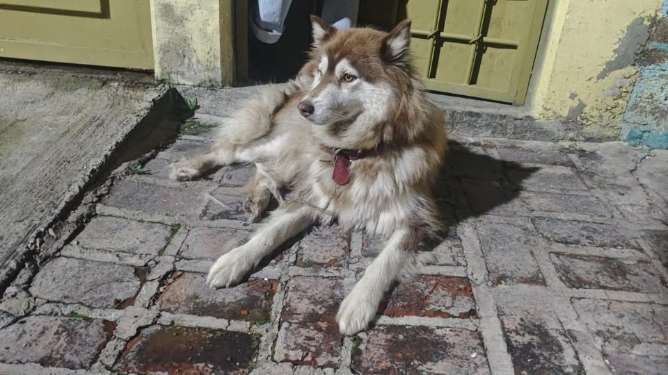 Foto del avistamiento de perro