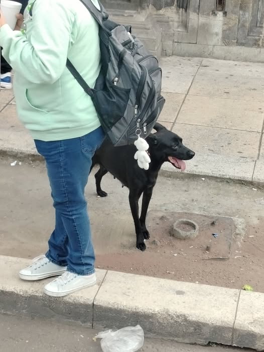 Dog sighting photo
