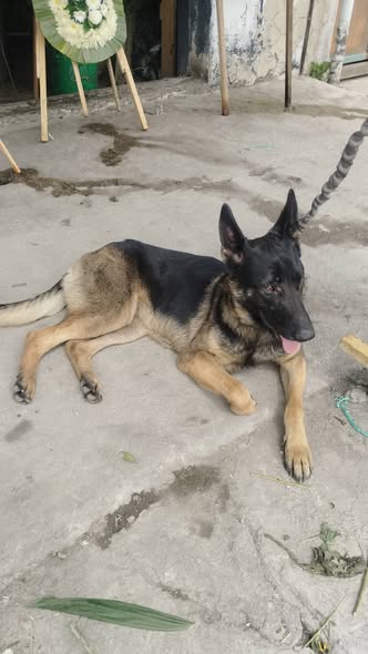 Foto del avistamiento de perro