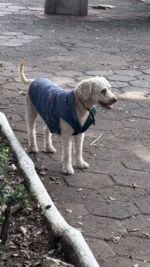 Foto del avistamiento de perro