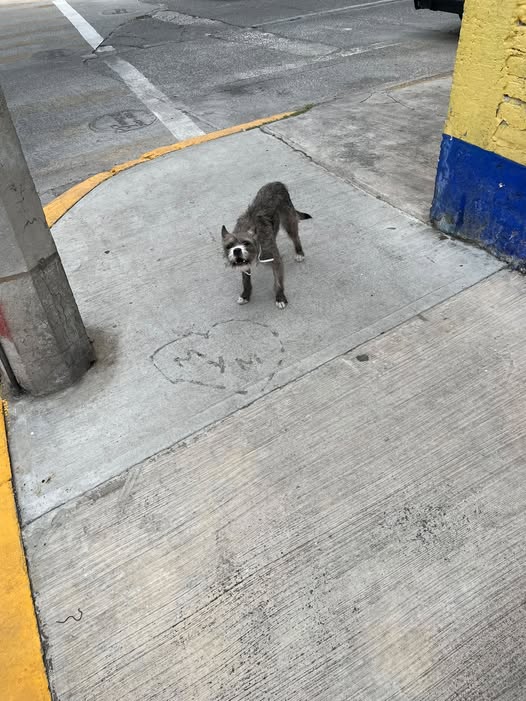 Foto del avistamiento de perro