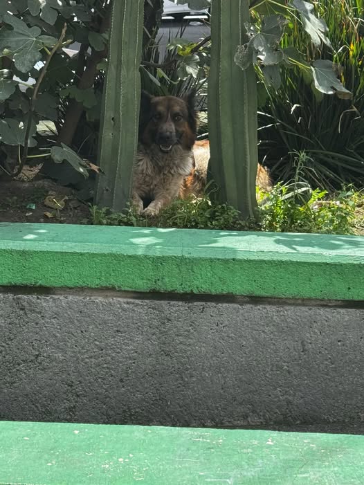 Foto del avistamiento de perro