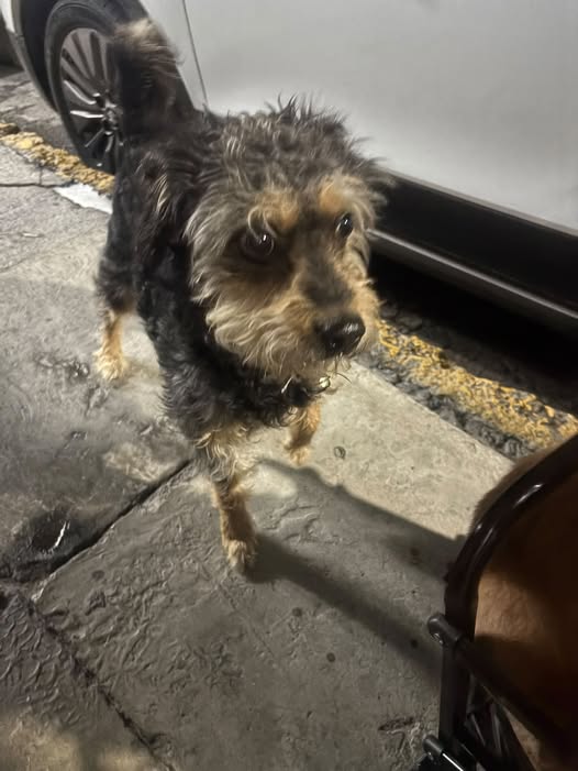 Foto del avistamiento de perro