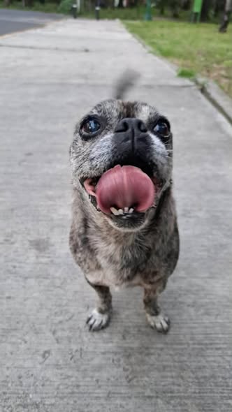 Dog sighting photo