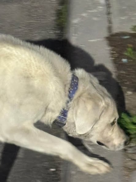 Foto del avistamiento de perro