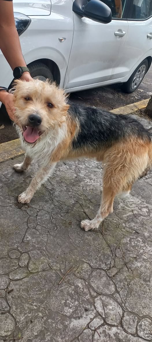 Foto del avistamiento de perro