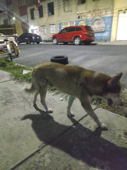 Dog sighting photo