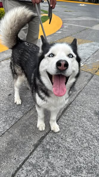 Dog sighting photo