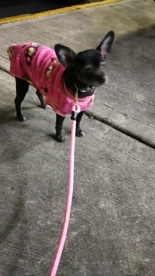 Foto del avistamiento de perro