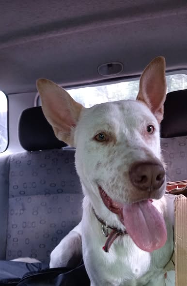 Dog sighting photo
