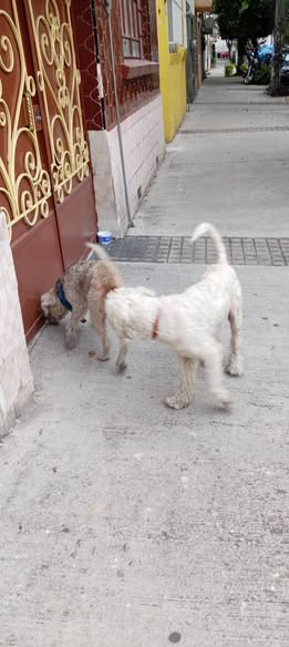 Dog sighting photo