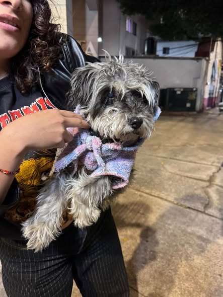 Dog sighting photo
