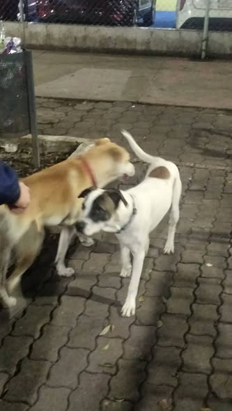 Foto del avistamiento de perro