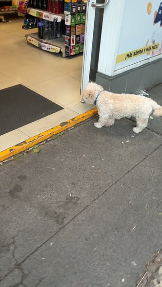 Foto del avistamiento de perro