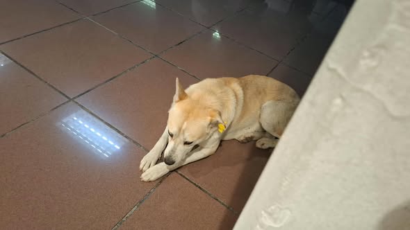 Dog sighting photo