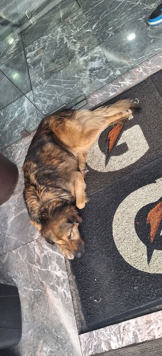 Dog sighting photo