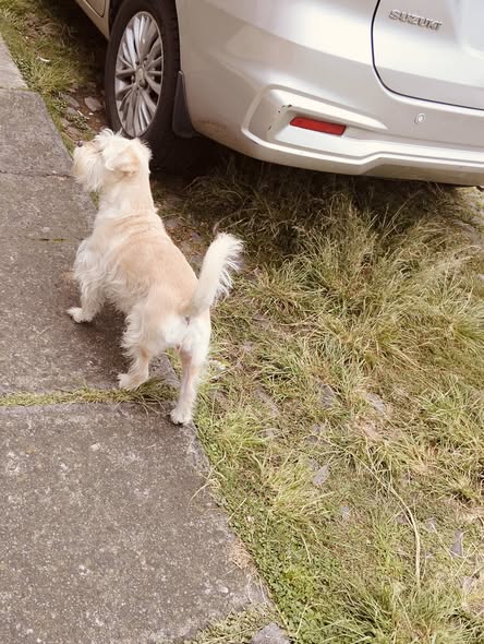 Foto del avistamiento de perro