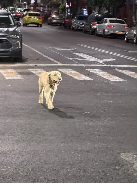 Foto del avistamiento de perro