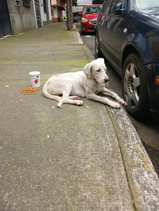 Foto del avistamiento de perro