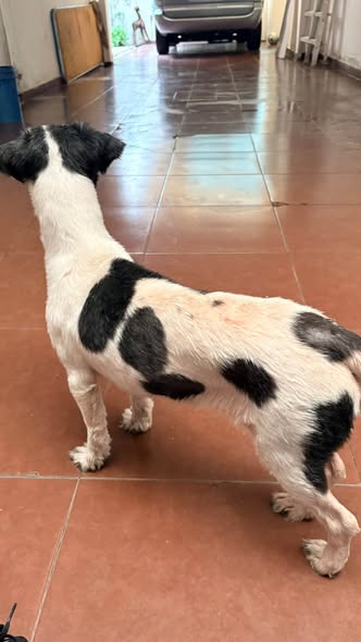 Foto del avistamiento de perro