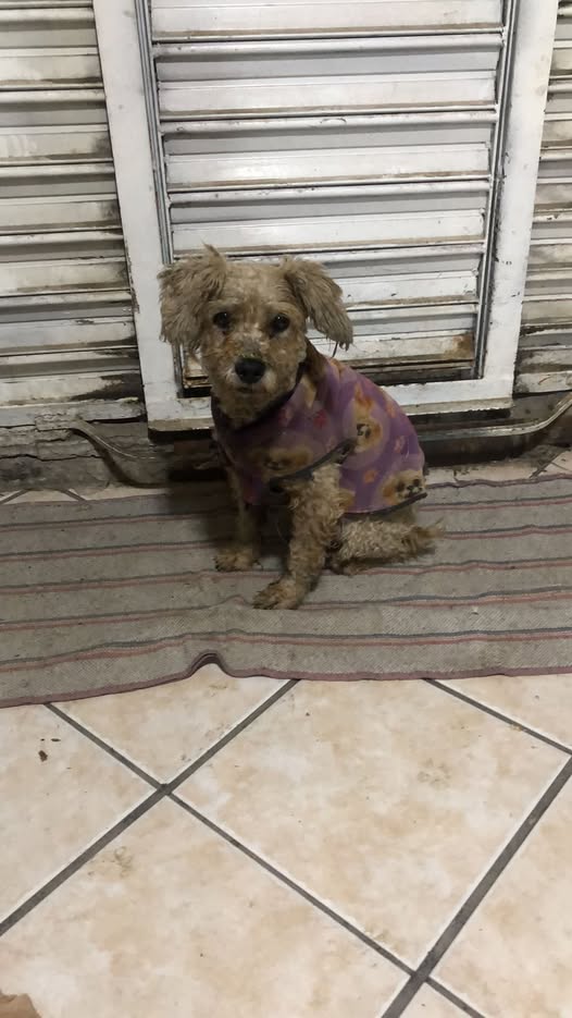 Foto del avistamiento de perro