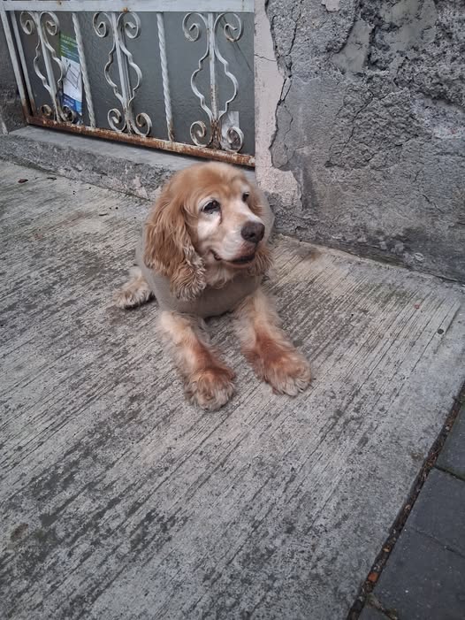 Foto del avistamiento de perro